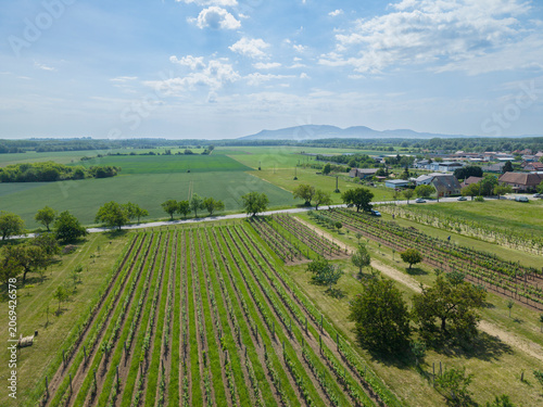Vineyards stretching across rural Jihomoravsky kraj landscape