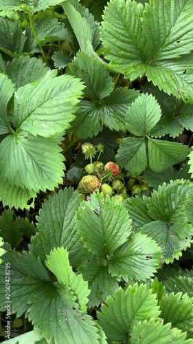 Garden strawberries beginning to ripen among green leaves  Vertical mobile video