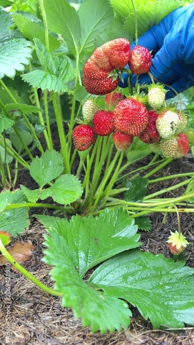 Hand picking ripe strawberries from garden plants in summer  Vertical mobile video