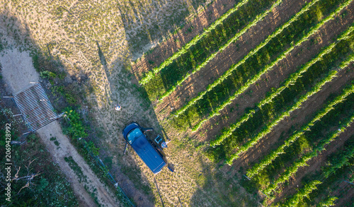 Vineyard rows from above, car parked on rural road in Siklos