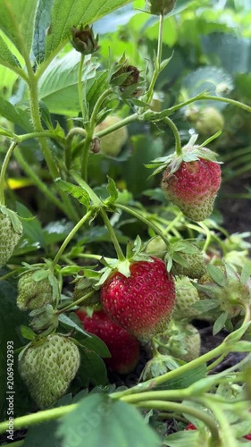 Ripe and unripe strawberries growing on the plant in garden setting  Vertical mobile video