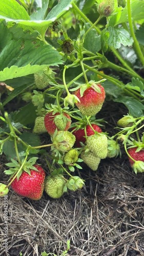 Garden strawberries beginning to ripen on vine in natural setting  Vertical mobile video
