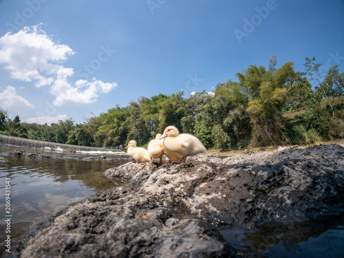 Fotografie Group of cute little yellow ducklings sitting together on a rock by a scenic riv