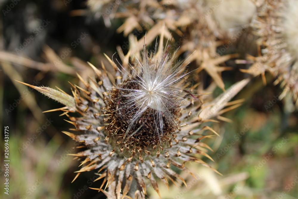 Fototapeta premium close up of a thistle