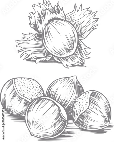 Slika na platnu Vintage of hazelnuts in shell and shelled, botanical