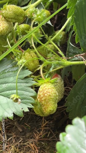 Unripe garden strawberries growing on a vine in a sunny garden  Vertical mobile video