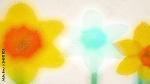 Daffodil flowers in springtime bloom at a garden showcasing vibrant colors and soft focus background
