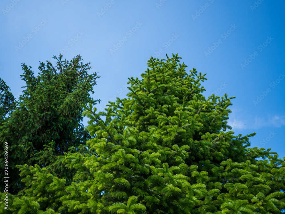 Fototapeta premium Fresh green spruce treetops with new spring growth against a blue sky. Evergreen conifer branches in natural outdoor setting, suitable for forestry, landscaping and environmental themes.
