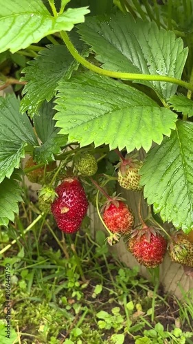 Ripe garden strawberries growing among green leaves in a garden  Vertical mobile video