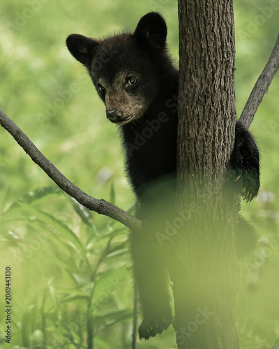 Darling Black Bear Cub Climbing a Tree 
