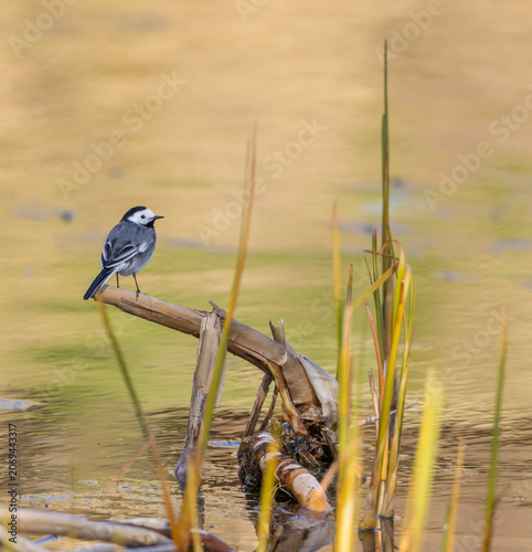 White wagtail bird perching on branch in water