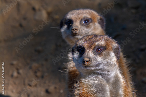 South African meerkats