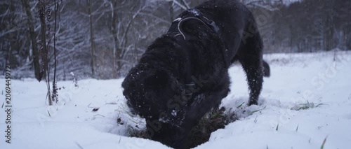 Black Labradoodle Digging in Fresh Snow During Winter