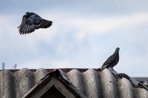 Konstfotografi One pigeon lifts into flight as another remains perched on a corrugated roof wit