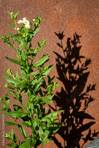 Tall wildflower with tiny white blooms stands before a rust colored panel throwing a crisp shadow that mirrors its shape and celebrates simple light form and resilient urban nature