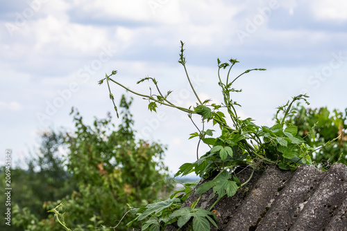Vigorous vine shoots climb over a gray roof edge reaching into open sky as fresh leaves catch daylight and suggest resilient nature reclaiming space around a quiet rural home