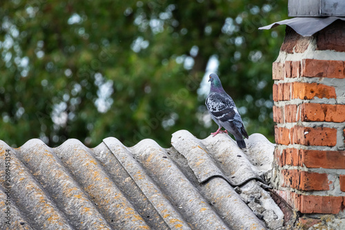 A speckled pigeon surveys the yard from a lichen dotted roof beside a red brick chimney while foliage bokeh sets a country mood and contrasts textures of feather stone and tile