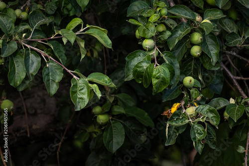 Dense apple tree branches fill the frame with glossy leaves and clusters of small green fruit hinting at the coming harvest while soft shade gives the scene a cool orchard feel