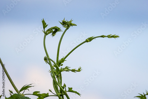Delicate vine tips curl against an open sky with new leaf buds forming as the plant reaches upward capturing a quiet moment of growth minimal lines and gentle natural motion