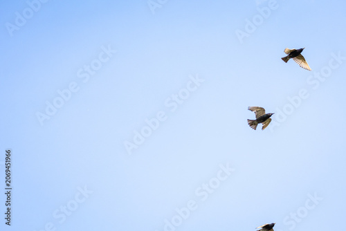 Two small birds glide across a vast clear blue sky leaving wide negative space and a sense of freedom and calm as morning light highlights their wings during a peaceful spring flight