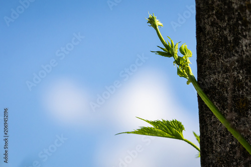 Tender green leaves unfurl from a climbing stem on a barked tree silhouette under a blue sky and gentle clouds suggesting renewal vitality and the clean promise of the coming season