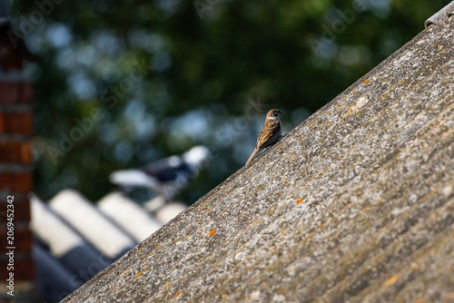 A small sparrow perches on the sunlit slope of an old roof while a pigeon blurs in the distance and leafy bokeh fills the background creating a quiet urban wildlife moment