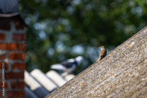 Perched sparrow gazes from the edge of a slanted roof with detailed feathers and mottled lichen while a chimney and distant pigeon soften into bokeh evoking an everyday neighborhood scene