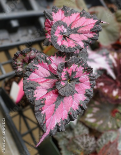 Fotografie Crinkled Begonia 'Steve's Leaves Mirto' leaf with bright pink center, magenta pa