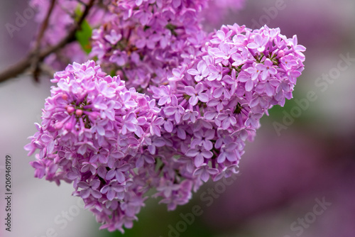 purple lilac flowers