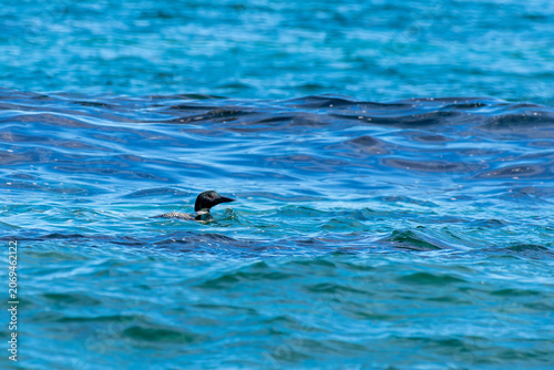 bird in sea