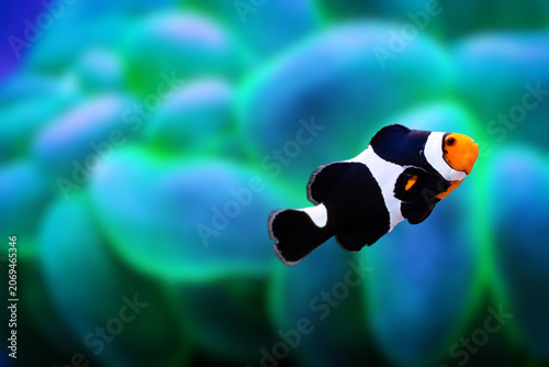Black Ocellaris Clownfish swimming near coral reef, close-up underwater macro shot