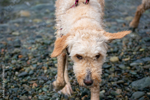 dog on the beach