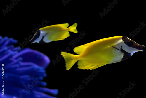Foxface Rabbitfish (Siganus vulpinus) swimming near coral reef, yellow and black tropical fish underwater.