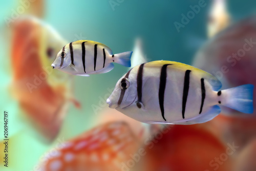 Convict Tang (Acanthurus triostegus) swimming over coral reef, striped surgeonfish underwater close-up.