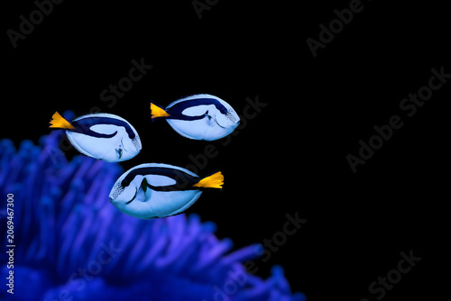 Powder Blue Tang (Acanthurus leucosternon) swimming near coral reef, blue and yellow tropical fish underwater.