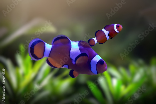 Ocellaris Clownfish (Amphiprion ocellaris) swimming near sea anemone, orange and white tropical fish underwater.