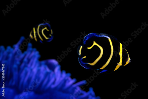 Cortez Angelfish (Pomacanthus zonipectus) swimming near coral reef, yellow and blue tropical fish underwater.
