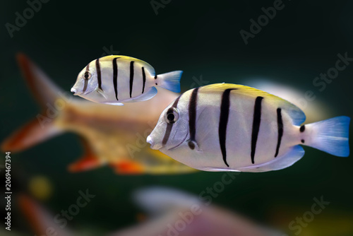 Convict Tang (Acanthurus triostegus) swimming over coral reef, striped surgeonfish underwater close-up.