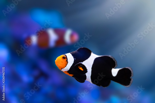 Black Ocellaris Clownfish swimming near coral reef, close-up underwater macro shot