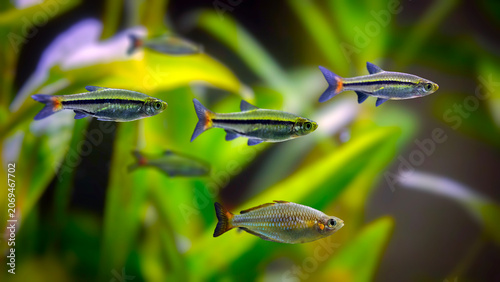 Harlequin Rasbora (Trigonostigma heteromorpha) swimming in freshwater aquarium, orange and black tropical fish.