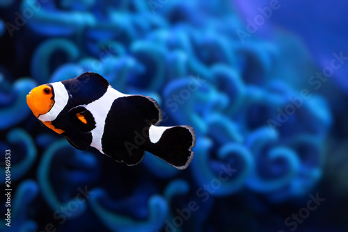 Black Ocellaris Clownfish swimming near coral reef, close-up underwater macro shot