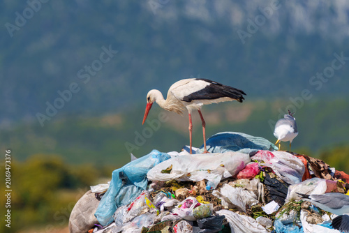 White stork and seagulls standing on a huge pile of plastic garbage.
