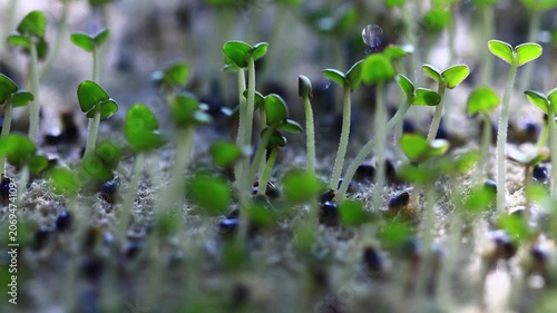 A close-up shot of a cluster of small plants
