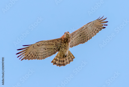 Short-toed snake eagle flying in the blue sky and looking at the camera.