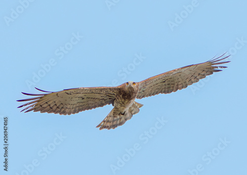 Short-toed snake eagle flying in the blue sky and looking at the camera.
