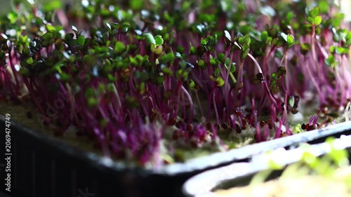 Fresh sprouts in a tray, ideal for food photography or as a background element