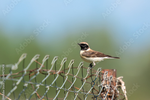 Canvastavla Eastern Black-eared Wheatear (Oenanthe melanoleuca) perched on a wire mesh fence