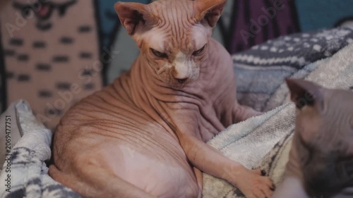 A close-up image of a hairless cat relaxing on a soft blanket