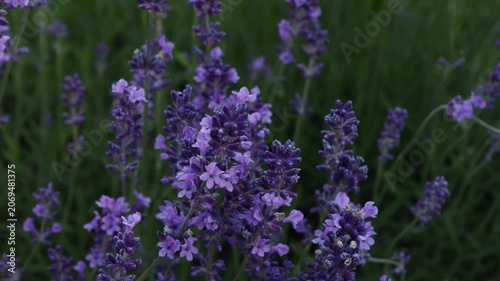 lavender close up in field agriculture summer background