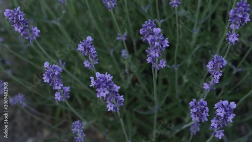 lavender in field agriculture green background